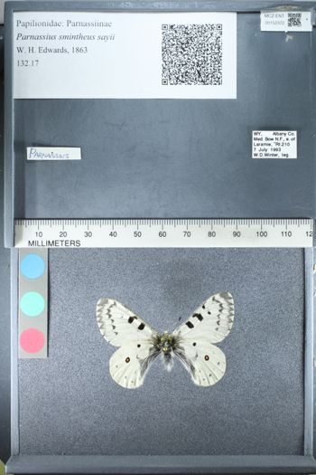 Media type: image;   Entomology 152372
